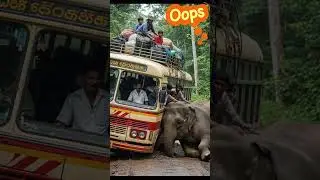 Elephant Collides with Bus &ndash; A Rescue Story