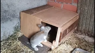 Vlog da semana, limpei a casa trabalho no jardim e fizemos casinha para os 🐇🐇
