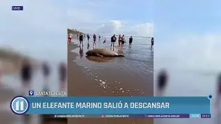 Un elefante marino salió a descansar 🌊
