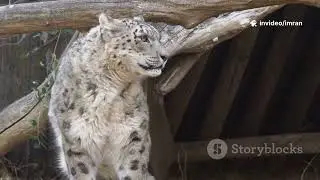 Snow Leopard.The Endangered Animal #nature #nationalgeographic #leopard #snowleopard #endangered