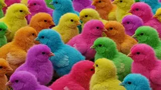 Cute Chicken, colorful chicken, rainbow chicken, cute rabbit, cute duck, koi fish, cute animals