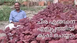 ചീര കൃഷി | Cheera Krishi | agriculture kerala