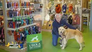 I SEGNALI DEL CANE: COME COMPRENDERLI