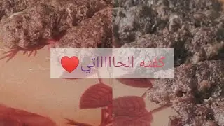 كفته الحاتي بطريقه عمرها ما هتفك منك ولا تفرول koftet elhaty..