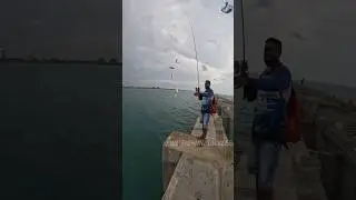 Caught gt fish with sabiki rig#shortsfeed #shorts