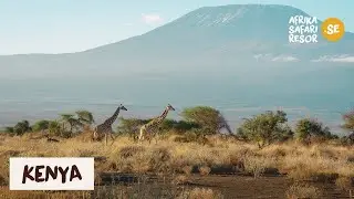 Kenya, ett land fyllt av magiska upplevelser - Afrika Safari Resor [Africa Safari Trips]