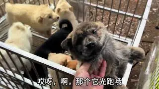 逛山东狗市砍价之路，好狗不多，价格还高，下手慢无 #狗市挑选 #狗市淘狗
