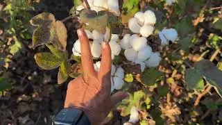 बारिश में भी बहेतर कपास के खेत l Cotton farming in high rain l best cotton seed variety ever. #कापूस