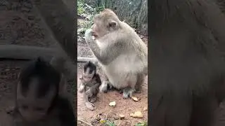 Discover the Incredible Love Story of a Mom and Her Baby Monkey
