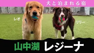 山中湖レジーナ 犬と泊まれる宿　#旅行 #ゴールデンレトリバー ボーダーコリー #GoldenRetriever #bordercollie #ゴールデンレトリバー#犬のいる暮らし #多頭飼い