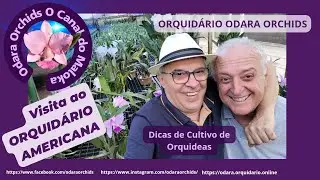 Maloca Visita o Orquidário Americana: Ótimas Dicas de Cultivo de #orquídeas e muita #cattleya