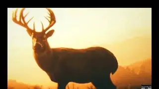 this is my second video! please give me editing tips in the comments #reddeadredemption2  #rdr2