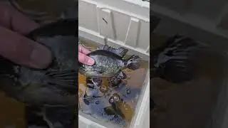 Testing A Pond Prowler #fishing #catfishing #catchthefever #nc #trending #boat #fyp #reels #viral