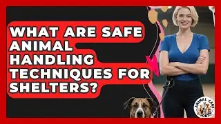 What Are Safe Animal Handling Techniques For Shelters? - Animal Care Jobs