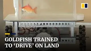 Fish out of water? Scientists have trained these goldfish to &lsquo;drive&rsquo;