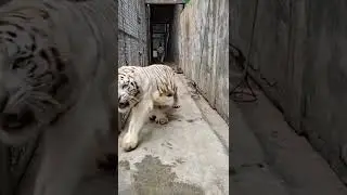 Lion Vs Tiger Real Fight Hd Video 2022 | Tiger Vs Lion P333 #shorts