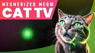 CAT TV - GREEN LASER POINTER ✨😺 (GAME FOR CATS TO WATCH)