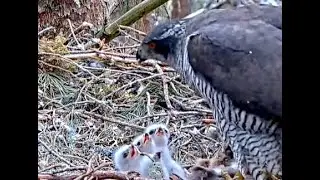 Squirrel breakfast for tiny Goshawks. Loch Garten Goshawk Camera. 06 June 2023