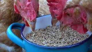Chickens EATING Wheat