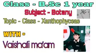 Class - Xanthophyceae