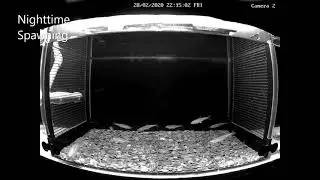 Rare Delta Smelt daytime spawning events