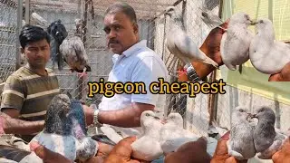 Mumbai High Flying Pigeon 🕊️🤩Cheapest