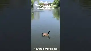 Beautiful Geese at Beautiful Chinguacousy Park - @flowersmoreideas3639 #nature #lovely #awesome