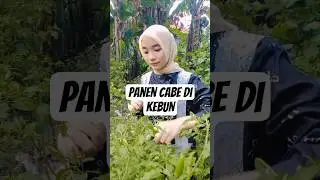 Minivlog Panen Cabe Di Kebun #berkebun #garden #sayuran #gardening #minivlog