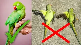 Best Medicine For Birds For All Problems