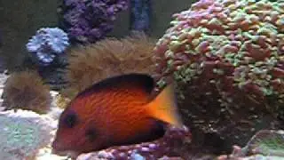 Marine Aquarium Ctenochaetus Hawaiiensis