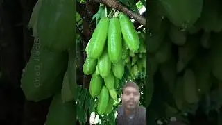FrDiscover Asia&rsquo;s rarest fruits & vegetables! #planting​ #shorts​ #gardening​