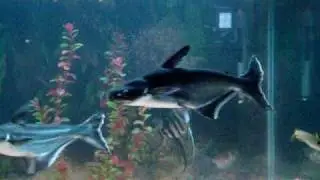 aquarium id sharks