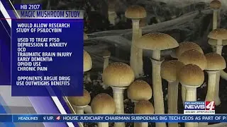 Magic mushroom measure passes committee