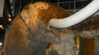 Mastodon! Prehistoric Elephants in the Southwest