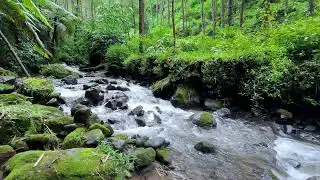Relax your mind with peaceful river ambience beneath forest daylight reducing stress for sleep