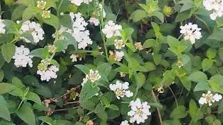Verbenas de color blanco