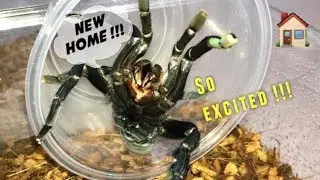 REHOUSING my Cobalt Blue Tarantula ~ Mean girl !!!