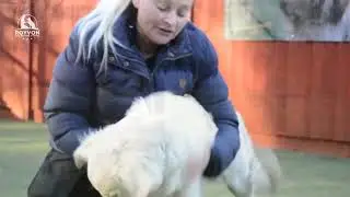 Promotional Advert - Reward Based Training