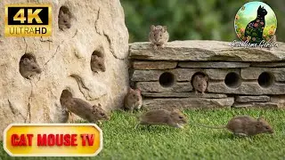 Cat TV Mouse Hunting 🐭 | Watch Cats Go Silent During This Mouse Chase 4K