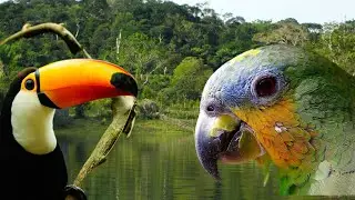 Amazon forest a habitat of billion species of birds we go