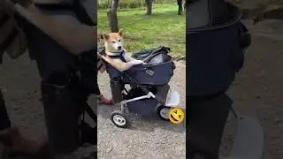 My Shiba Dog Sit Like A Boss