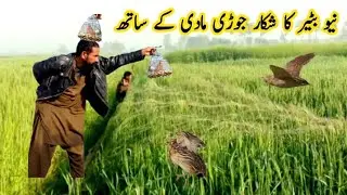 Batair ka shikar 2025 | Kirak aur Jal k sath Shikar | Quail Hunting 2025 | How to Catch Common Quail