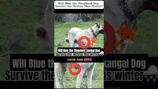Will The Shepherd kangal dog (Blue) Survive the Wolves this Winter?  #Dogshorts #kangal #scary #wolf