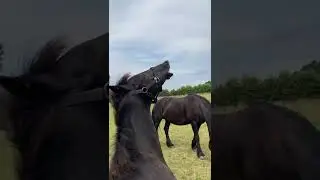 Horse loves having his rump scratched!