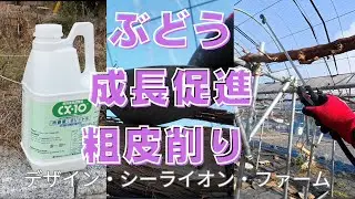 ぶどうの冬作業！成長促進！粗皮削り！2026/01/22#ぶどう #家庭菜園 #現代農業 