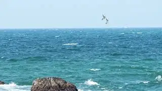 SONY A1 Falcon hunts a green pigeon 220809