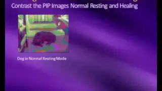 PIP Animal Healing Demonstration with HealerGeorge