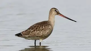 Hudsonian Godwit - Limosa haemastica