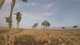 A worms eye view of the daily trek for Wildebeest across the dried Lake in Amboseli