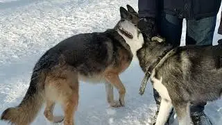 зимние игры Алтая и Джули